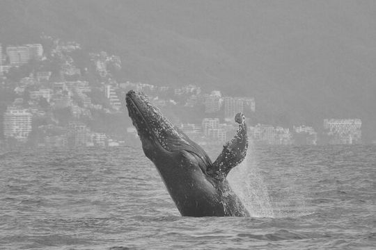 Whale Watching with Biologist on board