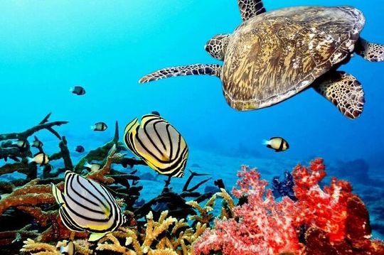 Key Largo Coral Reef Park and Sunset Celebration