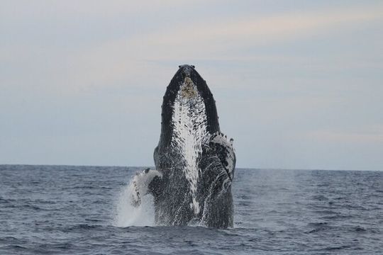Majestic Whale Watching Tour in Cabo San Lucas