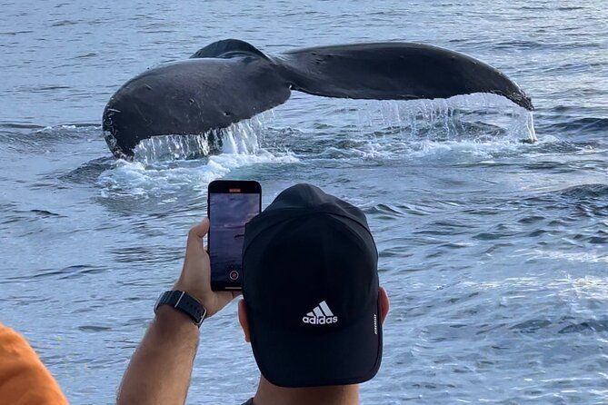 Los Angeles Whale Watching or Sightseeing Cruise & USS Iowa Tour
