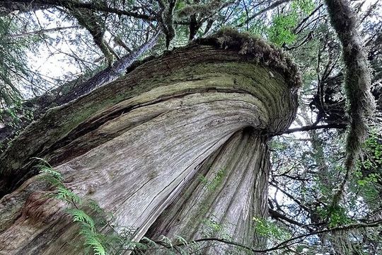 3 Hour Small Group Rainforest Eco Tour