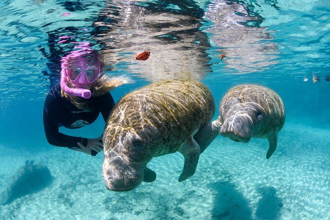 Semi-Private Crystal River Manatee Swim Tour