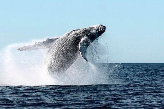 Private Cabo San Lucas Whale Watching Tour with Hydrophones