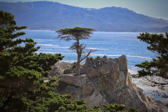 Monterey, Pebble Beach and Carmel Tour With Optional Aquarium