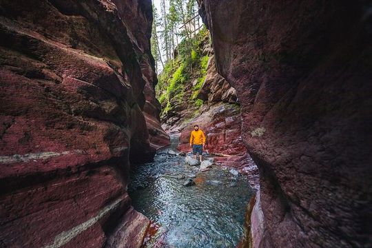 Waterton National Park and Bison Safari Tour with Picnic