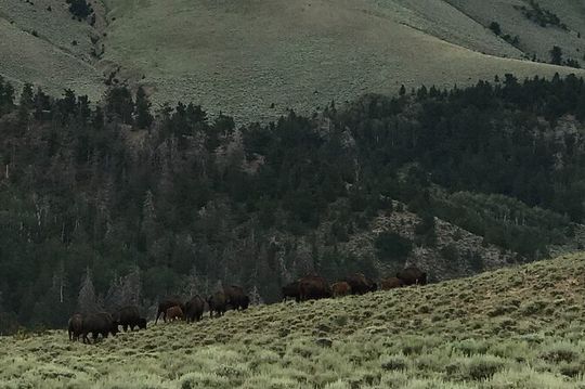 Waterpocket Fold and Henry Mountains Bison Offroad Safari