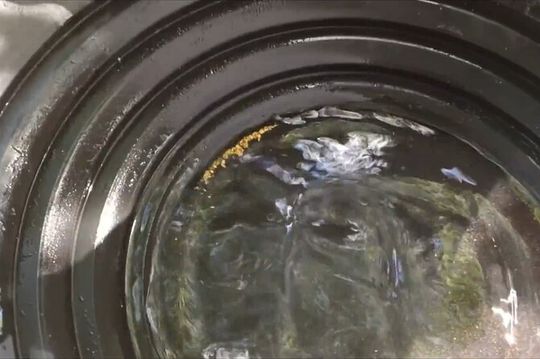 Golden Heart Tour gold panning, Arctic Animals Local Treasures