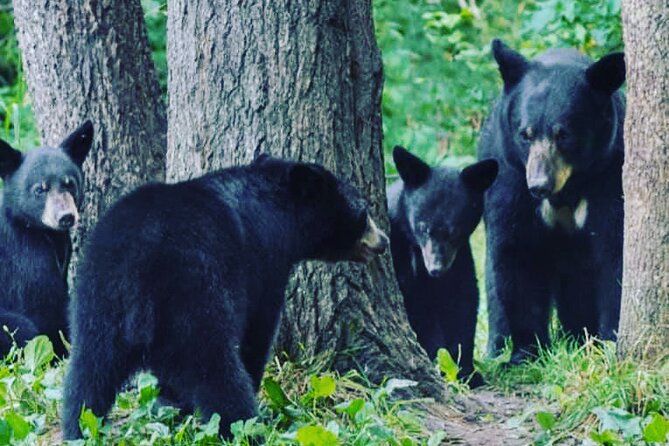 2.5 Hr dedicated Black Bear tour (max 4 ppl)