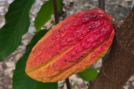 Hawaiian Farms and Island Tastings