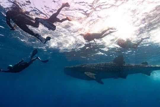 Whale Shark Swimming and Snorkeling Tour in Isla Mujeres