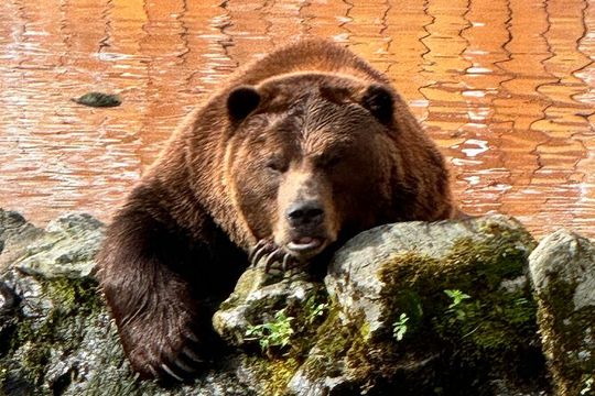 Shared Tour in Sitka with Meal