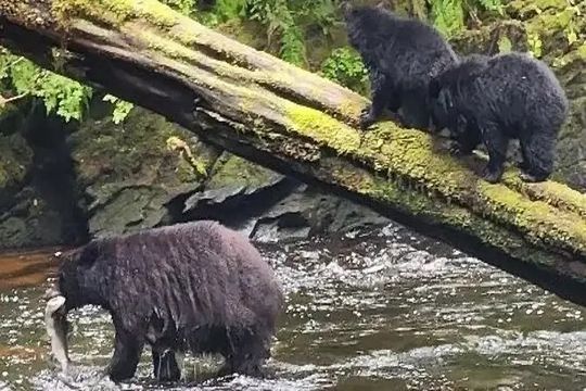 3 Hour Private Rainforest Eco Tour