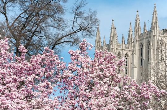 Cleveland Park Cherry Blossom Walking Tour, Washington, DC