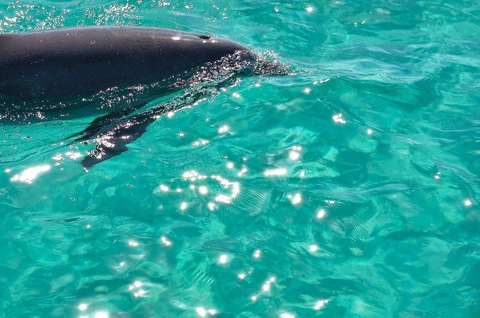 2 Hour (shared) Dolphin Tour Adventure to Shell Island