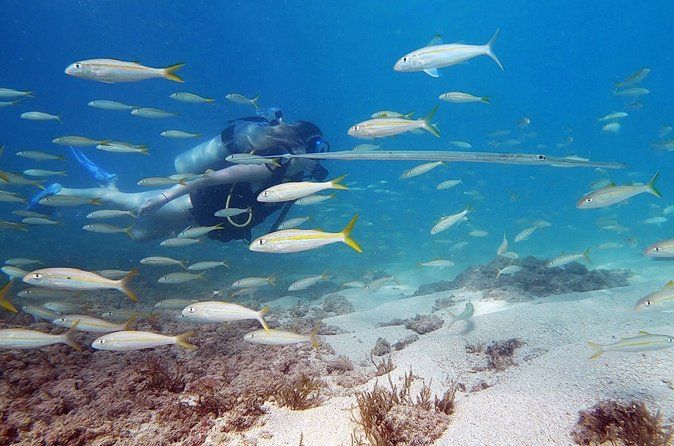 Private Beginner Scuba Diving Adventure with Free Videos