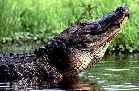 Nature and Wildlife Tour