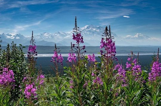 Denali Gateway Adventure