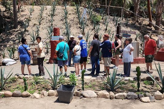 Puerto Vallarta Nature Hike, Beach and Tequila Tasting Experience