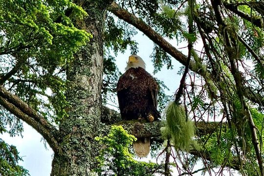 Private 3 Hour Photo Tour in Ketchikan Alaska