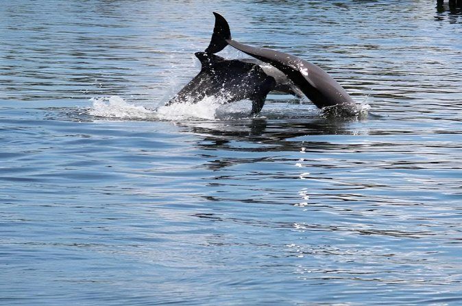 Dolphin Eco Cruise