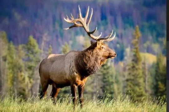 Banff: Twilight Wild Alpine Lakes: Special Sunset Scenic Tour