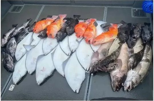 Halibut/Rockfish Combo Fishing Trip