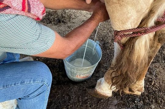 Cowboy Nick for a Day: Authentic Ranch Experience