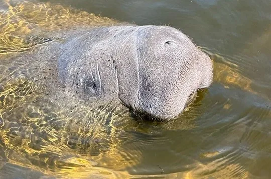 Manatee Watching Experience with Guaranteed Sighting