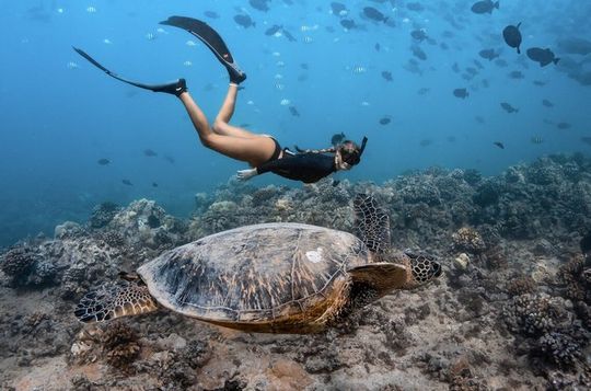 6 Person Snorkel with Turtles in Waikiki