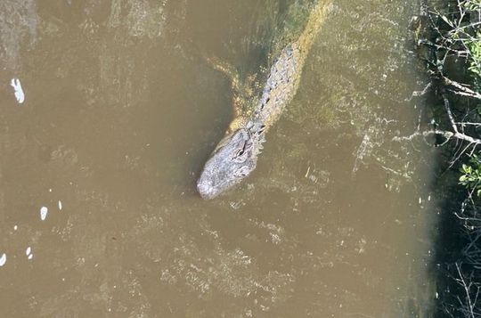 New Orleans Swamp and Plantation Tour Whitney Oak Alley or Laura