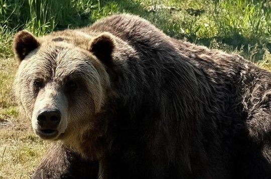 Capilano Suspension Bridge & Grouse Mountain Small-Group Tour