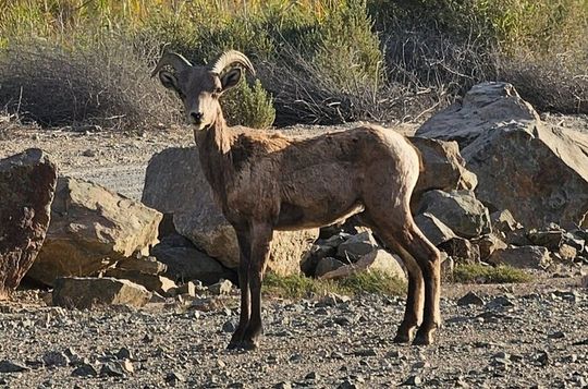 Yuma AZ Half Day Narrated Historic Sightseeing Tour