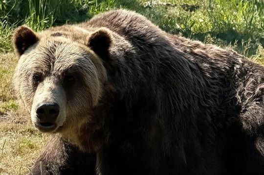 Private Capilano Suspension Bridge and Grouse Mountain Tour