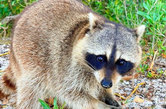 Miami Raccoon Island Tour and Haulover Sandbar Swim