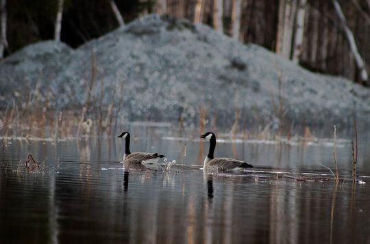 Chena River Guided Wilderness Adventure