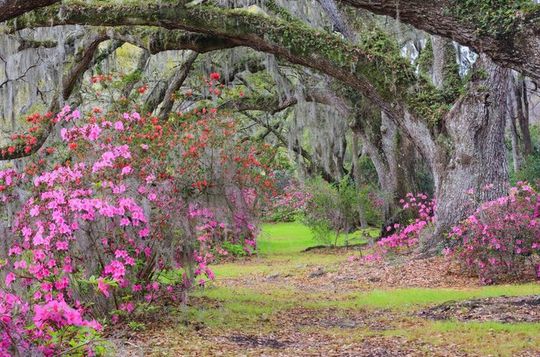 Self-Guided Driving Audio Tour from Savannah to Charleston