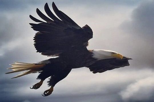 Ketchikan Wildlife Viewing, Eagle Feeding and Whale Watching