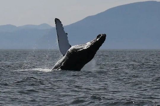 Ketchikan Wildlife Viewing, Whale Watching and Wilderness Dining