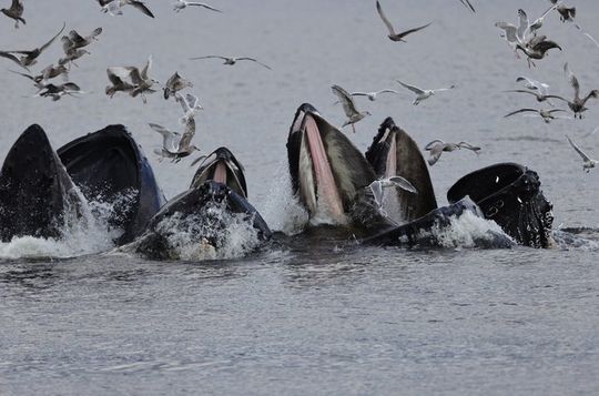 Ketchikans Whale and Marine Mammal Viewing Tour
