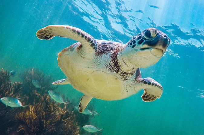 Cenotes and Akumal Day Tour with Turtle Swimming from Cancun