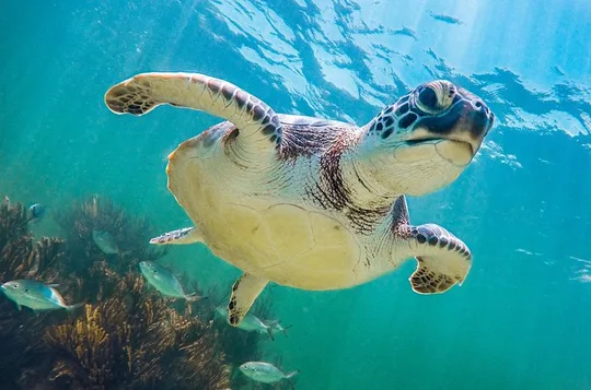 Cenotes and Akumal Day Tour with Turtle Swimming from Cancun
