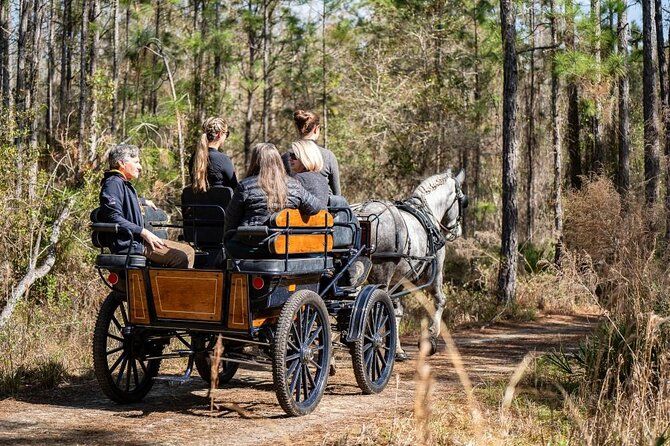 Goethe Forest Carriage Ride (Holds up to 4 People)