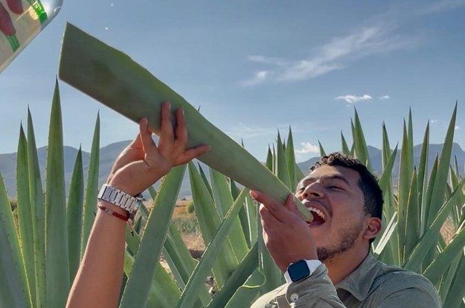 Experiencia: Mezcal, Pulque y tradición Oaxaqueña