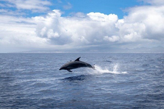 Cocoa Beach Dolphin and Wildlife Eco Activity