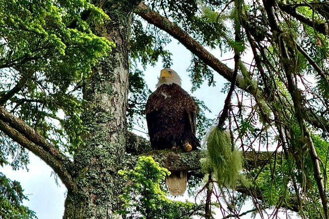 Private 3 Hour Photo Tour in Ketchikan Alaska