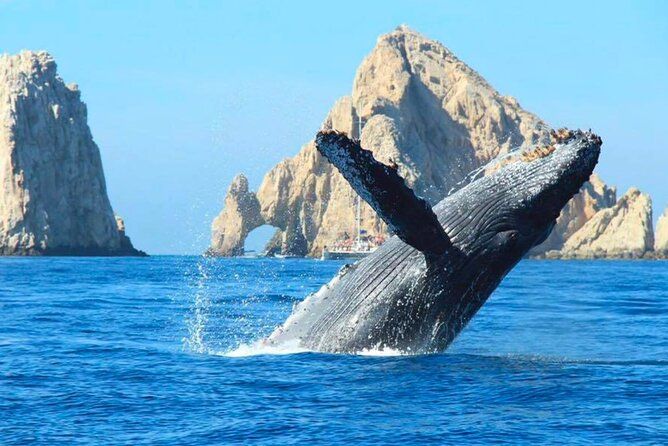 Cabo Whale Watching Cruise with Open Bar