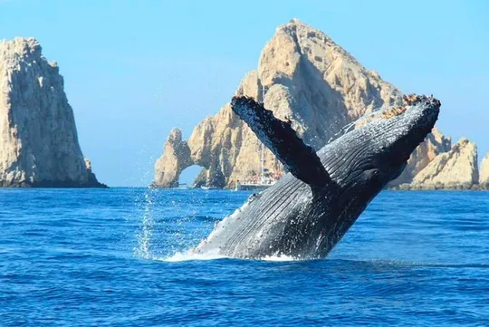 Cabo Whale Watching Cruise with Open Bar