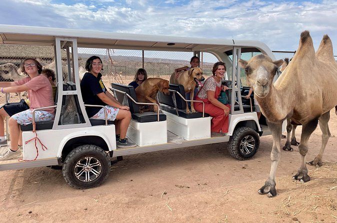 Camel Safari Tram Ride and Guided Zoo Tour