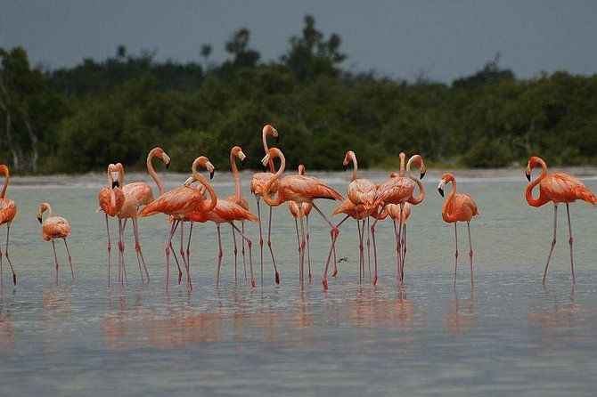 10-Day Wildlife Adventure Ecofriendly Tour from Cancun