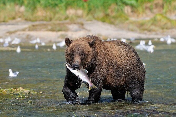 Haines Wildlife Safari